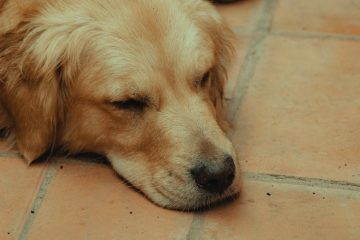 寵物美容課程：打造毛孩魅力的新秘訣