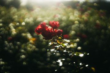 天台花園的魅力：城市中的綠洲